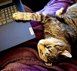 Tabby cat lying beside a laptop, illustrating why pets should be kept away from resin workspace.